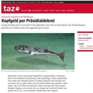 gezeit unter uns kugelfisch 1