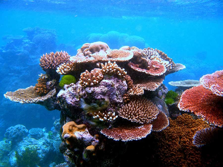 gezeit unter uns koralle