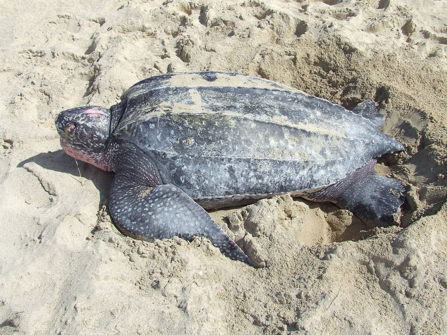 gezeit unter und lederschildkroete